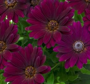 Dvoutvárka 'Margarita Purple Spoon'