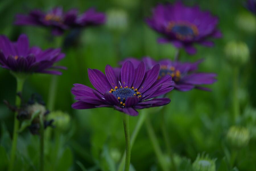 Dvoutvárka 'Margarita Dark Purple' - Osteospermum ecklonis 'Margarita Dark Purple'