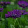 Dvoutvárka 'Margarita Dark Purple' - Osteospermum ecklonis 'Margarita Dark Purple'