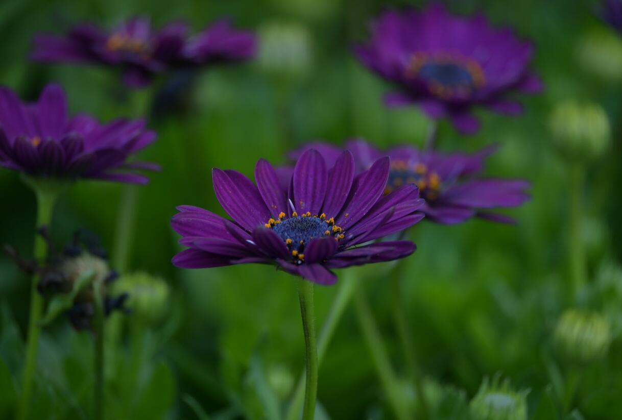 Dvoutvárka 'Margarita Dark Purple' - Osteospermum ecklonis 'Margarita Dark Purple'