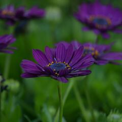 Dvoutvárka 'Margarita Dark Purple' - Osteospermum ecklonis 'Margarita Dark Purple'