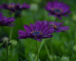 Dvoutvárka 'Margarita Dark Purple'