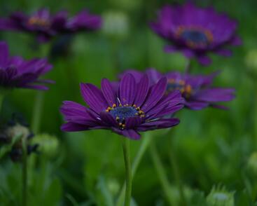 Dvoutvárka 'Margarita Dark Purple'
