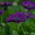Osteospermum ecklonis 'Margarita Purple'_3.JPG
