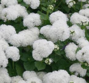 Nestařec americký 'Ariella White' - Ageratum houstonianum 'Ariella White'