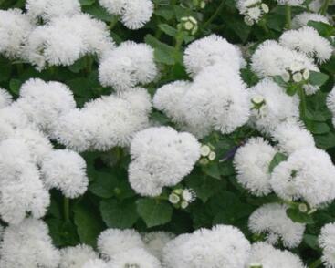 Nestařec americký 'Ariella White'