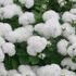 Ageratum houstonianum 'Ariella White'.jpg