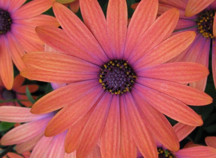 Dvoutvárka 'Tradewinds Bronze' - Osteospermum ecklonis 'Tradewinds Bronze'
