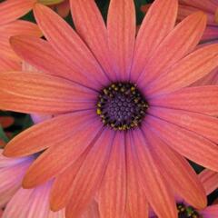 Dvoutvárka 'Tradewinds Bronze' - Osteospermum ecklonis 'Tradewinds Bronze'