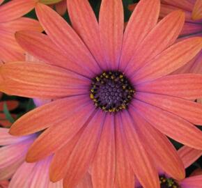 Dvoutvárka 'Tradewinds Bronze' - Osteospermum ecklonis 'Tradewinds Bronze'