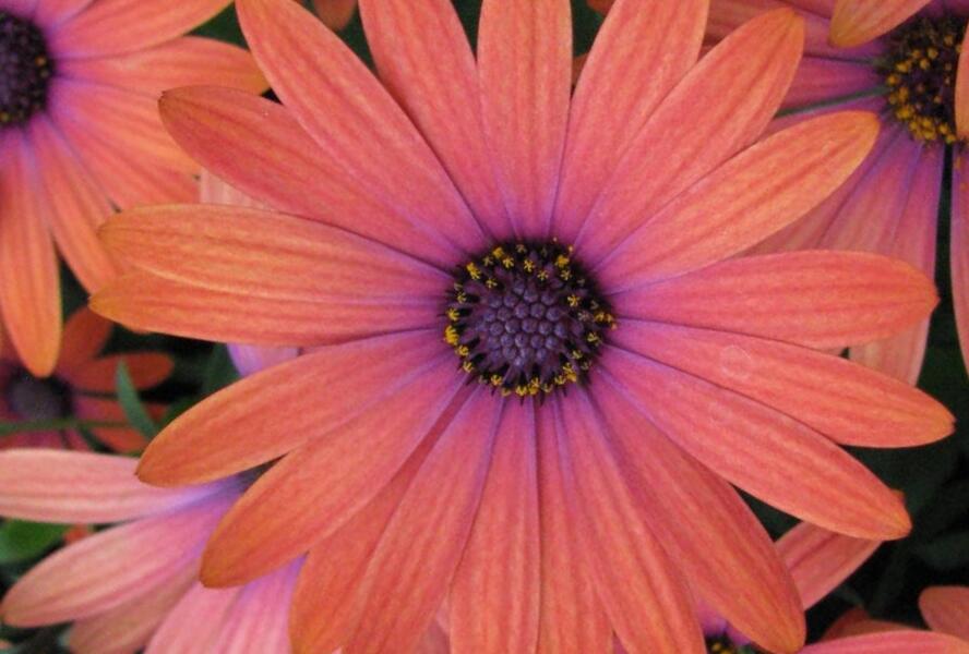 Dvoutvárka 'Tradewinds Bronze' - Osteospermum ecklonis 'Tradewinds Bronze'