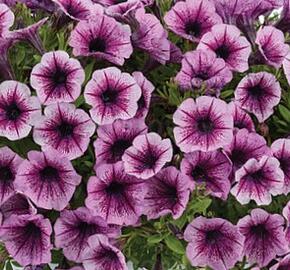 Petúnie 'Littletunia Pink Splash' - Petunia hybrida 'Littletunia Pink Splash'
