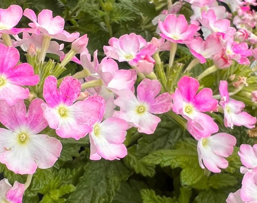 Verbena, sporýš 'Vanessa Compact Bicolor Rose' - Verbena hybrida 'Vanessa Compact Bicolor Rose'