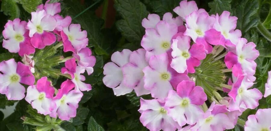 Verbena, sporýš 'Vanessa Compact Bicolor Rose' - Verbena hybrida 'Vanessa Compact Bicolor Rose'
