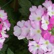 Verbena, sporýš 'Vanessa Compact Bicolor Rose' - Verbena hybrida 'Vanessa Compact Bicolor Rose'