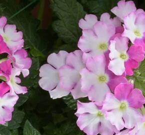 Verbena, sporýš 'Vanessa Compact Bicolor Rose' - Verbena hybrida 'Vanessa Compact Bicolor Rose'