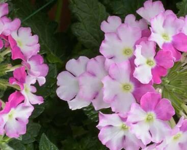 Sporýš 'Vanessa Compact Bicolor Rose'