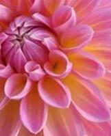 Jiřina 'Lubega XL Maracuja' - Dahlia 'Lubega XL Maracuja'