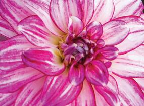 Jiřina 'Lubega XL Cherry Sparkle' - Dahlia 'Lubega XL Cherry Sparkle'