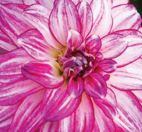 Jiřina 'Lubega XL Cherry Sparkle' - Dahlia 'Lubega XL Cherry Sparkle'