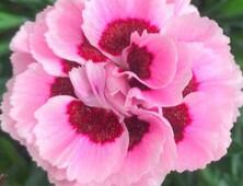 Hvozdík karafiát 'Sw.P. Pink Burgundy Eye' - Dianthus caryophyllus 'Sw.P. Pink Burgundy Eye'