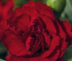 Hvozdík karafiát 'Sw.P. Dark Red' - Dianthus caryophyllus 'Sw.P. Dark Red'