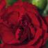 Dianthus caryophyllus 'Sw.P. Dark Red'.jpg