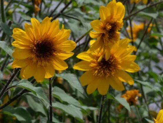 Slunečnice roční 'Sunfinity Yellow Dark Center' - Helianthus annuus 'Sunfinity Yellow Dark Center'