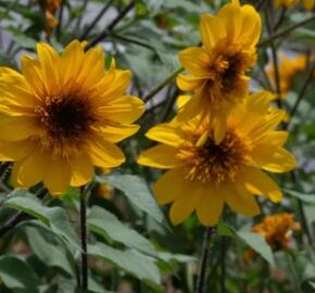 Slunečnice roční 'Sunfinity' - Helianthus annuus 'Sunfinity'
