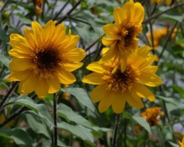 Slunečnice roční 'Sunfinity Yellow Dark Center'