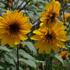 Helianthus annuus 'Sunfinity'_1.jpg
