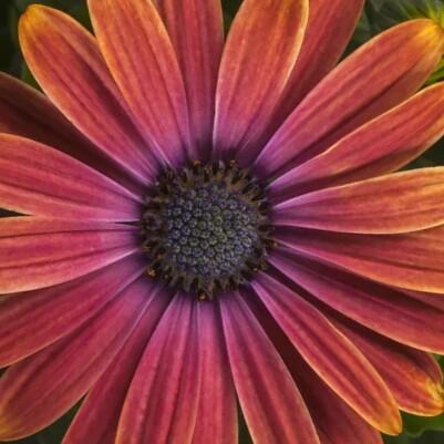 Dvoutvárka 'Tradewinds Sunset' - Osteospermum ecklonis 'Tradewinds Sunset'