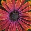 Dvoutvárka 'Tradewinds Sunset' - Osteospermum ecklonis 'Tradewinds Sunset'