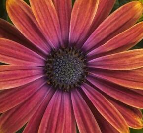 Dvoutvárka 'Tradewinds Sunset' - Osteospermum ecklonis 'Tradewinds Sunset'