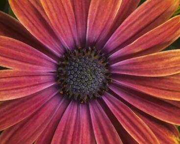 Dvoutvárka 'Tradewinds Sunset'