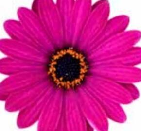 Dvoutvárka 'Cape Daisy Zanzibar Violet' - Osteospermum ecklonis 'Cape Daisy Zanzibar Violet'