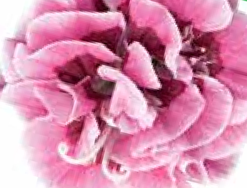 Hvozdík karafiát 'Capitan Mrs. Ann' - Dianthus caryophyllus 'Capitan Mrs. Ann'