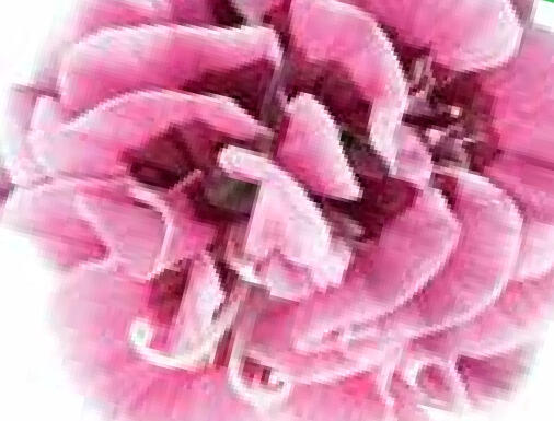 Hvozdík karafiát 'Capitan Mrs. Ann' - Dianthus caryophyllus 'Capitan Mrs. Ann'