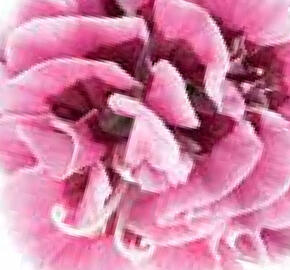 Hvozdík karafiát 'Capitan Mrs. Ann'