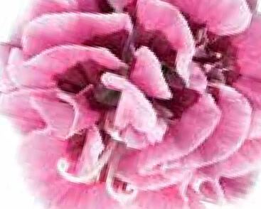 Hvozdík karafiát 'Capitan Mrs. Ann'