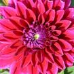 Jiřina 'Lubega XL Burgundy' - Dahlia 'Lubega XL Burgundy'