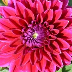 Jiřina 'Lubega XL Burgundy' - Dahlia 'Lubega XL Burgundy'