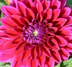 Jiřina 'Lubega XL Burgundy' - Dahlia 'Lubega XL Burgundy'