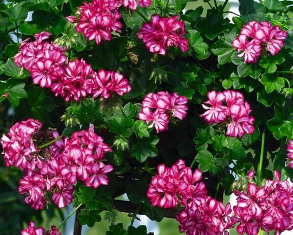 Muškát, pelargonie převislá plnokvětá 'Atlantic Burgundy Blaze' - Pelargonium peltatum 'Atlantic Burgundy Blaze'