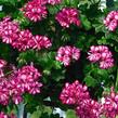 Muškát, pelargonie převislá plnokvětá 'Atlantic Burgundy Blaze' - Pelargonium peltatum 'Atlantic Burgundy Blaze'