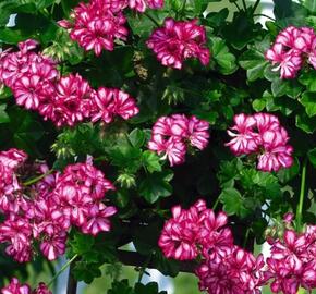 Muškát, pelargonie převislá plnokvětá 'Atlantic Burgundy Blaze' - Pelargonium peltatum 'Atlantic Burgundy Blaze'