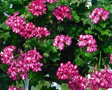 Muškát, pelargonie převislá plnokvětá 'Atlantic Burgundy Blaze'