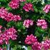 Pelargonium peltatum 'Atlantic Burgundy Blaze'.jpg