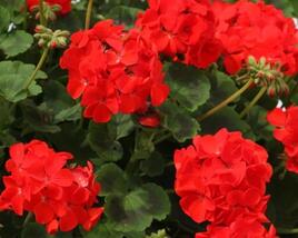 Muškát, pelargonie páskatá 'Savannah Bright Red'
