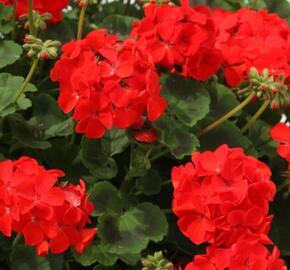 Muškát, pelargonie páskatá 'Savannah Bright Red' - Pelargonium zonale 'Savannah Bright Red'